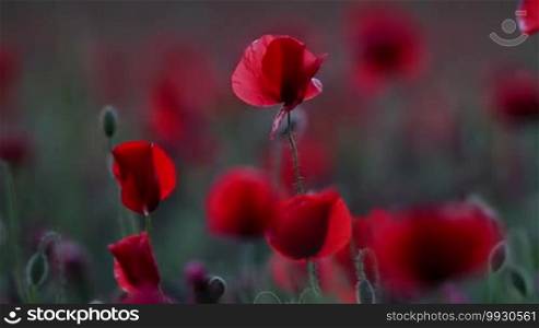 Red poppy field at evening