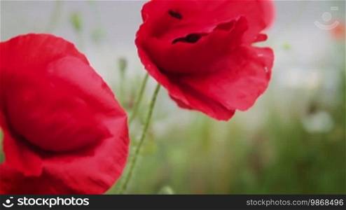 Red poppy flowers swaying in the wind, detail