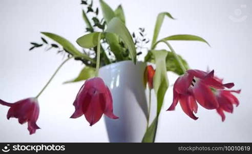 Red tulips in a vase spinning in front of a camera