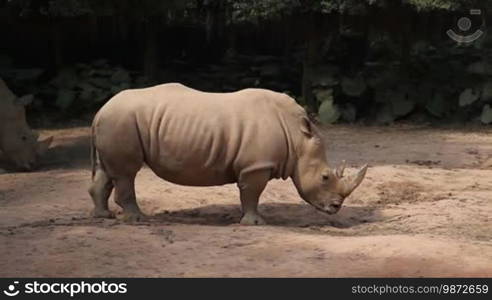 Rhinoceros.