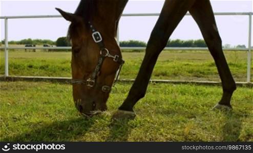 Riding school: close-up of bay English Thoroughbred horse grazing on grass