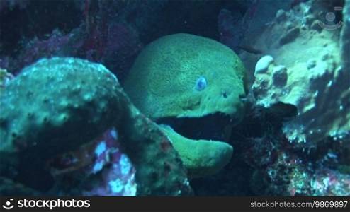 Riesenmurane (Gymnothorax javanicus), Moray eel, Muraene on the coral reef.