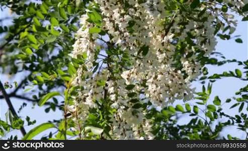 Robinia pseudoacacia. Acacia tree
