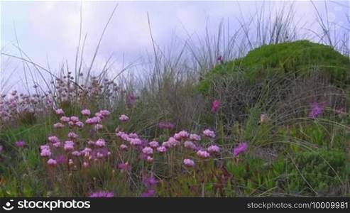Rosa flowers blowing among tall green grass in the wind in front of a green hill; Algarve coast, Portugal.