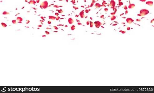 Rose petals fall on a white background and spell out the word "love"