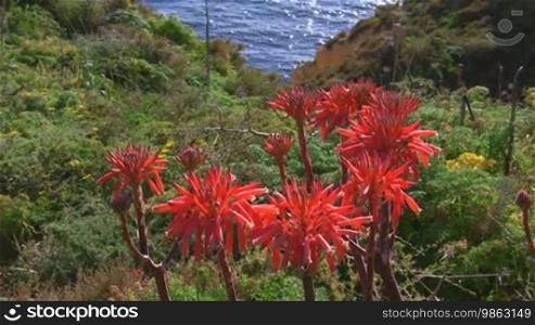 Rote Blumen auf einem grün bewachsenen Steilhang am blauen Meer; Küste der Algarve, Portugal.