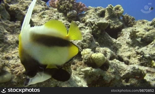 Rotmeerwimpelfisch im Korallenriff