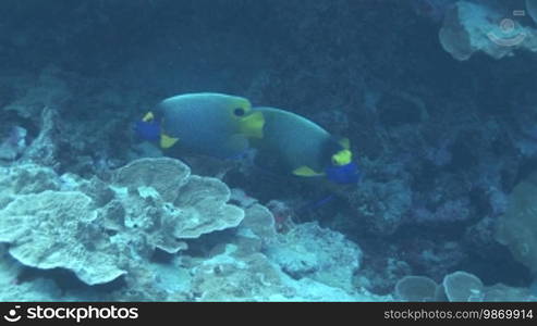 Royal angelfish, Peacock angelfish (Pygoplites diacanthus) on the coral reef.