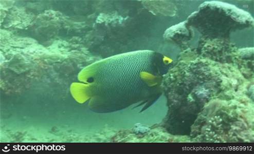 Royal angelfish, Peacock Emperor fish (Pygoplites diacanthus) on the coral reef.