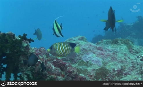 Royal angelfish, Peacock Emperor fish (Pygoplites diacanthus) on the coral reef.