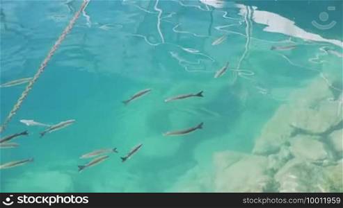 Scene shows the clear water in the harbor from Puerto de Mogan with some fish, Gran Canaria, Spain.