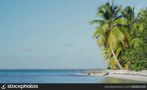 Scenic view of exotic beach. Shore with huge coconut palms and quiet sea against clear blue sky. Summer vacation in tropics