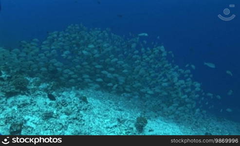 Schwarm von Buckel-Schnapper (Lutjanus gibbus), humpback snapper, am Korallenriff.