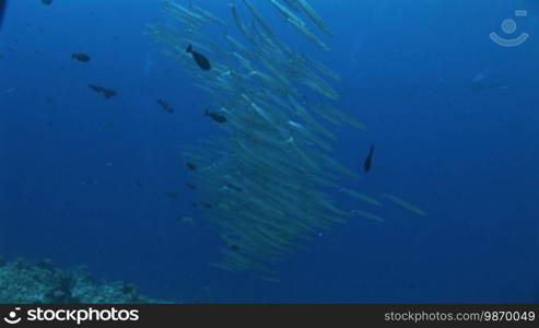 Schwarm von Forsters Barrakudas, (Sphyraena forsteri), bigeye barracuda, im Meer.
Formatted:
Swarm of Forster's Barracudas (Sphyraena forsteri), bigeye barracuda, in the sea.