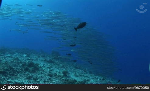 Schwarm von Forsters Barrakudas, (Sphyraena forsteri), bigeye barracuda, im Meer.
Formatted:
Swarm of Forster's Barracudas (Sphyraena forsteri), bigeye barracuda, in the sea.