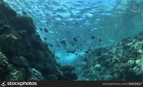 Schwarmfische, Flaggenschwänze (Kuhlia) im Meerwasser