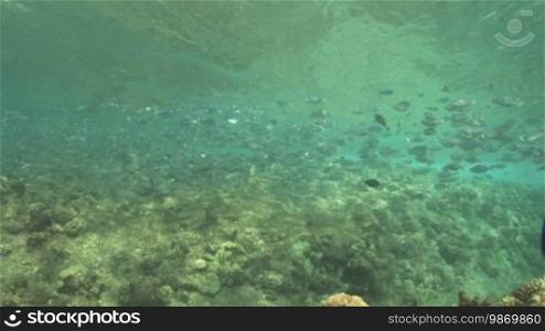 Schwarmfische, Flaggenschwänze (Kuhlia) im Meerwasser