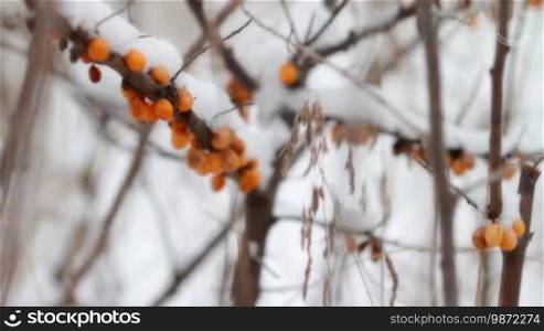 Sea-buckthorn berries under snow. Nature background.