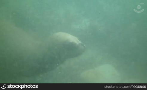 Sea lions swimming underwater in Punta Loma, Puerto Madryn, Argentina