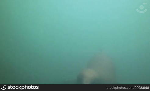 Sea lions swimming underwater in Punta Loma, Puerto Madryn, Argentina