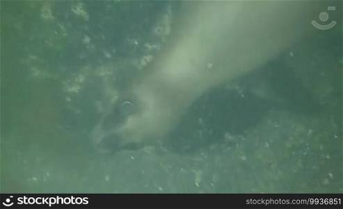 Sea lions swimming underwater in Punta Loma, Puerto Madryn, Argentina