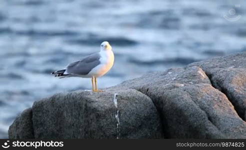Seagull gracefully poses for a photo
