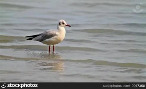 Seagull in the lake