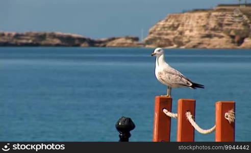 Seagull sitting on a rope fence