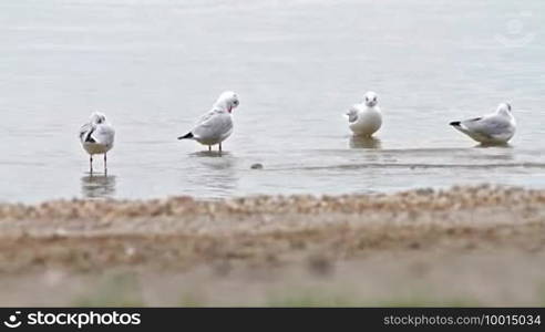 Seagulls bathing in the lake