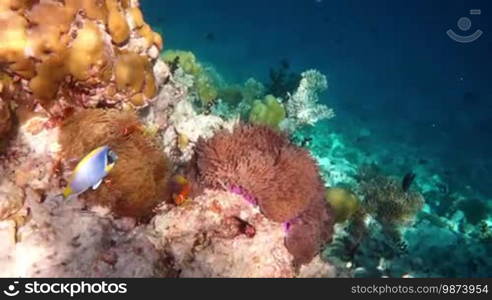 Sergeant major fish - Reef with a variety of hard and soft corals and tropical fish. Coral reef in the Maldives (Abudefduf saxatilis).