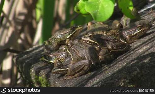 Several frogs sit motionless crowded / closely together on a rock at first and then jump away one after the other; one remains seated; the sun is shining.
