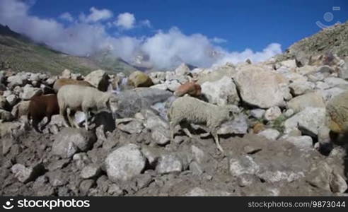 Sheep and goats. Mountain goats, Spiti Valley, Himachal Pradesh, India