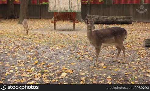 Sika deer and fawn near feeders in autumn Zoo