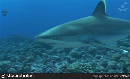 Silberspitzenhai (Carcharhinus albimarginatus), silvertip shark, swims in the sea.