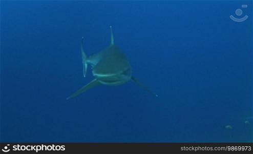 Silberspitzenhai (Carcharhinus albimarginatus), silvertip shark, swims in the sea.