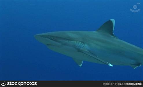 Silberspitzenhai (Carcharhinus albimarginatus), silvertip shark, swims in the sea.