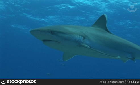 Silberspitzenhai (Carcharhinus albimarginatus), silvertip shark, swims in the sea.