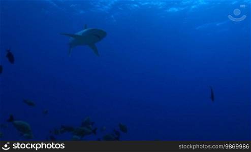 Silberspitzenhai (Carcharhinus albimarginatus), silvertip shark, swims in the sea. Light entering through the sun.