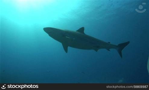 Silberspitzenhai (Carcharhinus albimarginatus), silvertip shark, swims in the sea. Light entering through the sun.