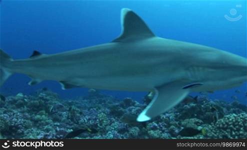 Silberspitzenhai (Carcharhinus albimarginatus), silvertip shark, swims surrounded by small fish in the sea.