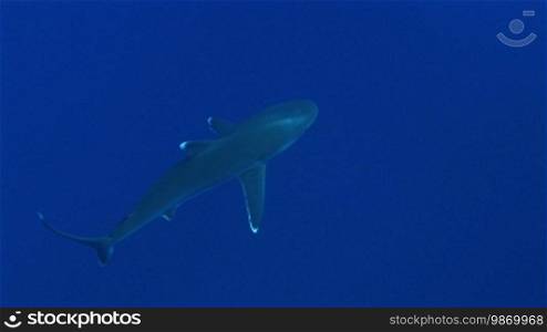 Silberspitzenhaie (Carcharhinus albimarginatus), silvertip shark, swim in the sea.