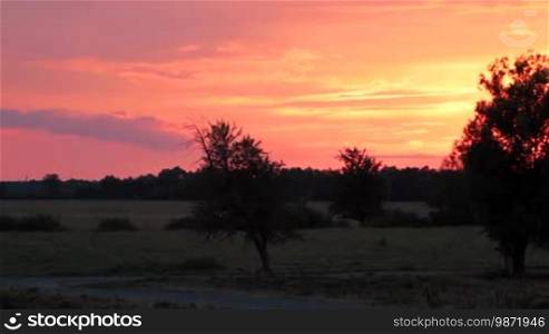Silhouettes of trees on sunset. Time lapse.