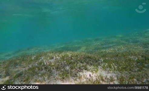 Slow motion shot of a sea bottom and seaweed growing on it.