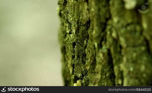 Small caterpillar on the tree trunk