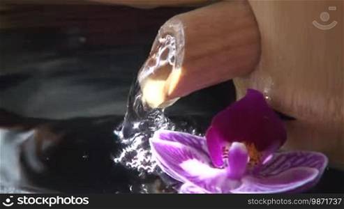 Small orchid swims in a water basin