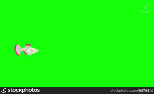 Small Silver Guppy Aquarium Fish floats in an aquarium. Animated Looped Motion Graphic Isolated on Green Screen