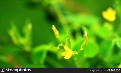 Small yellow flowers in the morning sun. Shot slider.