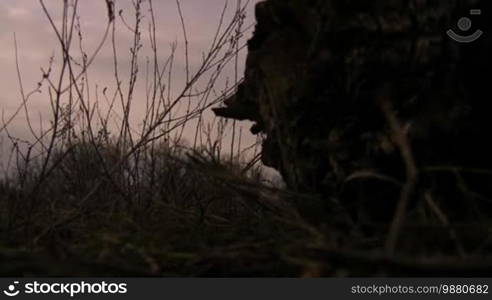 Snag silhouette on background of evening sky.