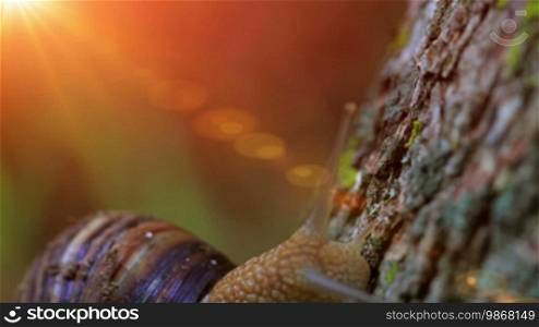 Snail closeup in the rays of sun crawling on the bark of a tree.