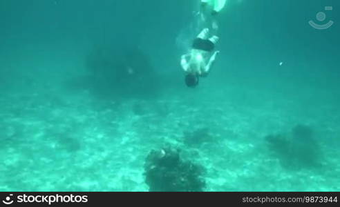 Snorkeler diving along the brain coral